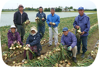 玉ねぎ収穫