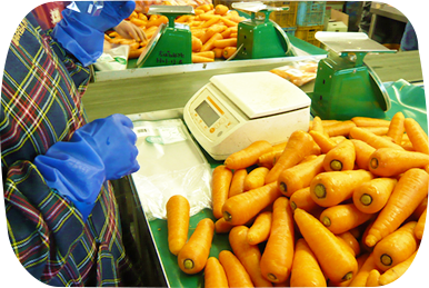 にんじんの加工