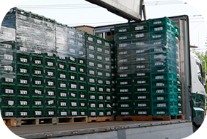 野菜の出荷準備